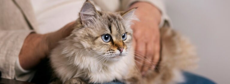 Top 10 cat breeds that live the longest