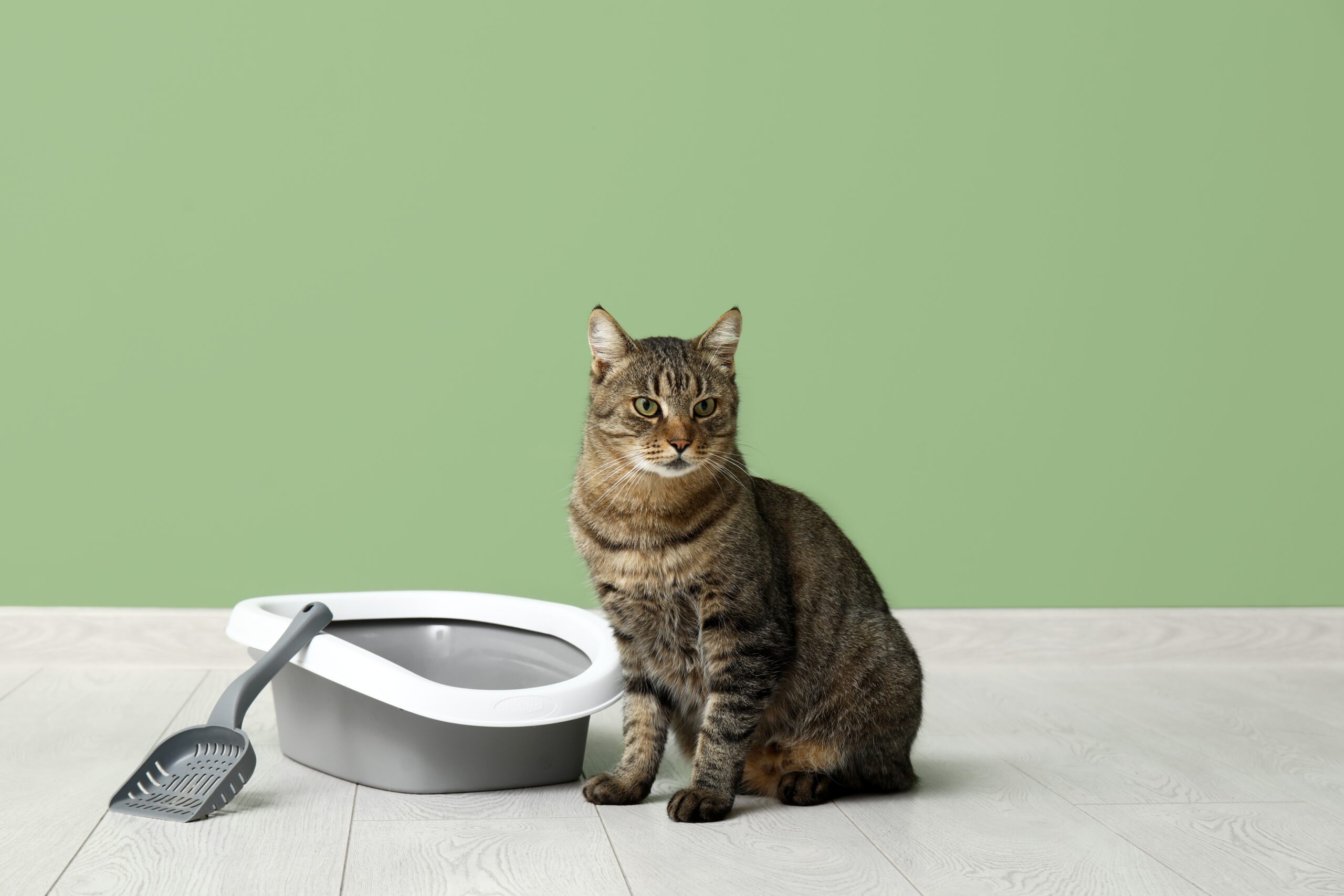 7 Signs Your Cat Is Unhappy with Their Litter Box
