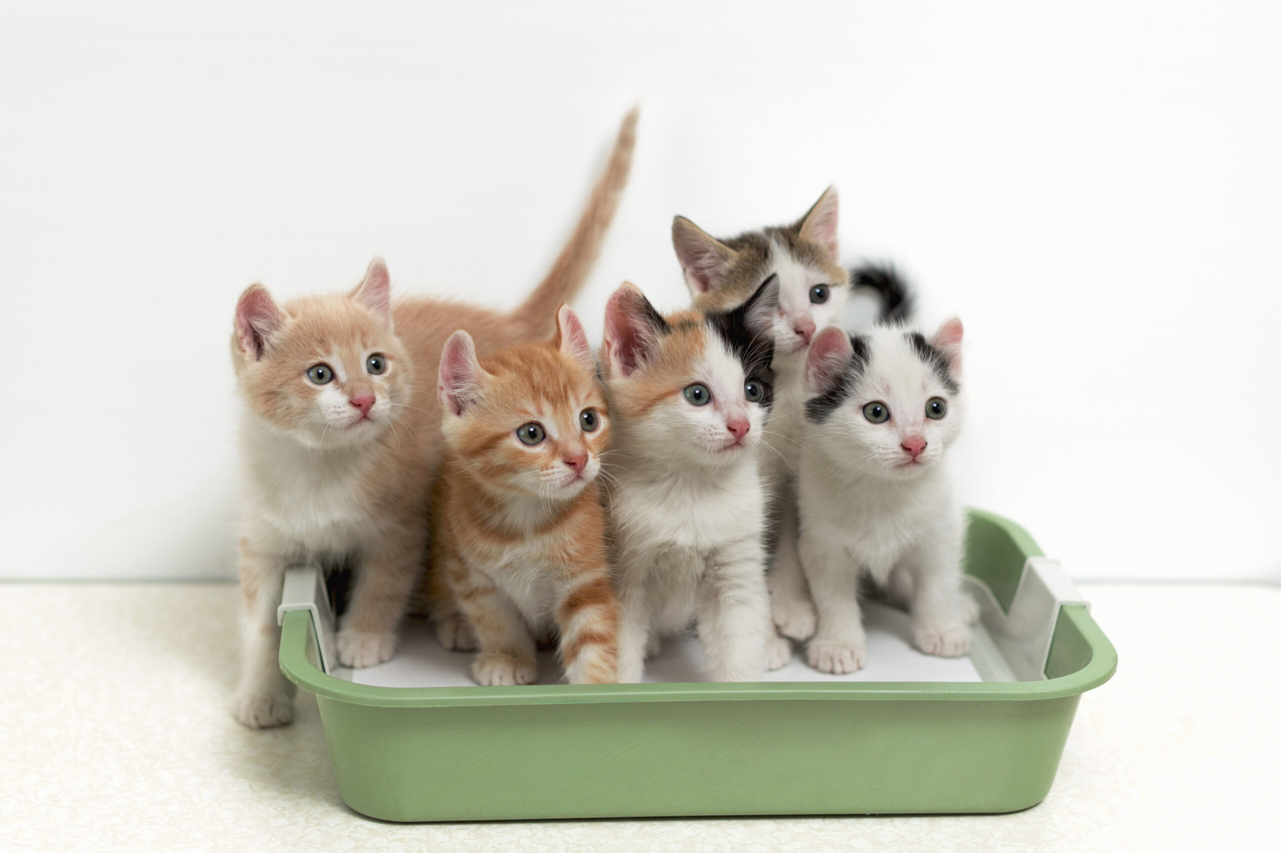 Best Tips for Multi-Cat Households to Manage Litter Boxes